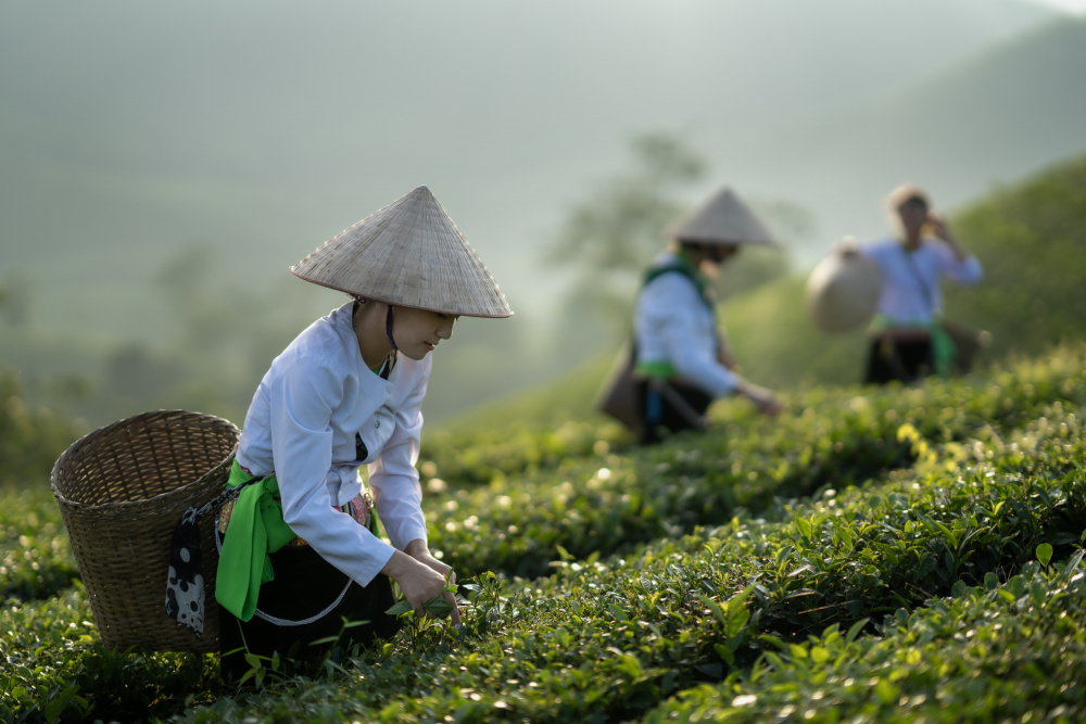 Vietnamese monk picking tea leaves von Sarawut Intarob