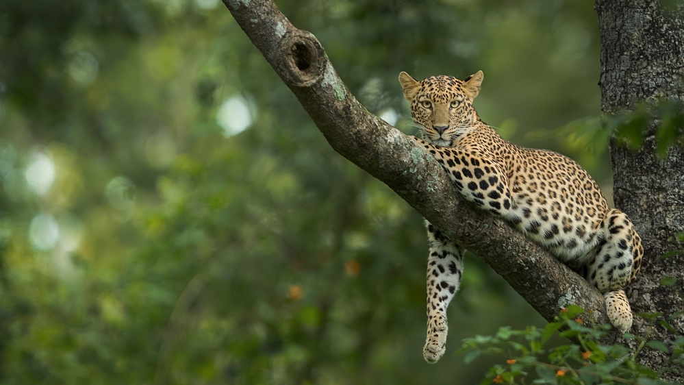 Spotted Beauty von Sarosh Lodhi