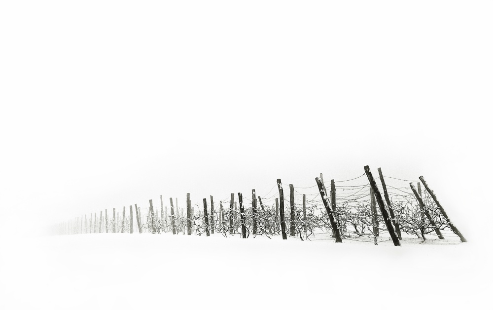 Vineyard von Saša Krušnik