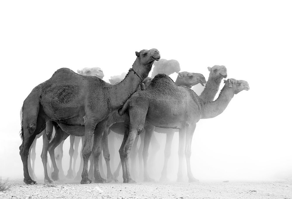 Camels von Sasan Rashtipuor