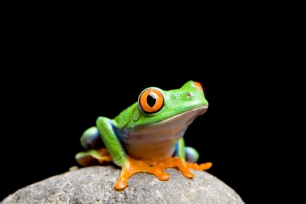 frog on a rock isolated on black von Sascha Burkard