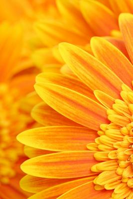 daisy petals background von Sascha Burkard