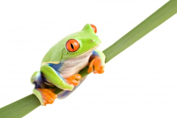 frog on a leaf isolated von Sascha Burkard