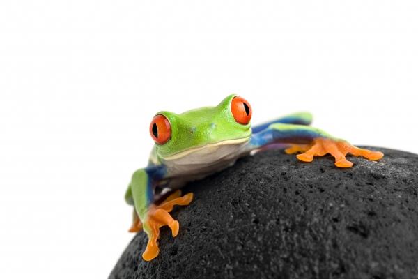 frog on a rock isolated white von Sascha Burkard