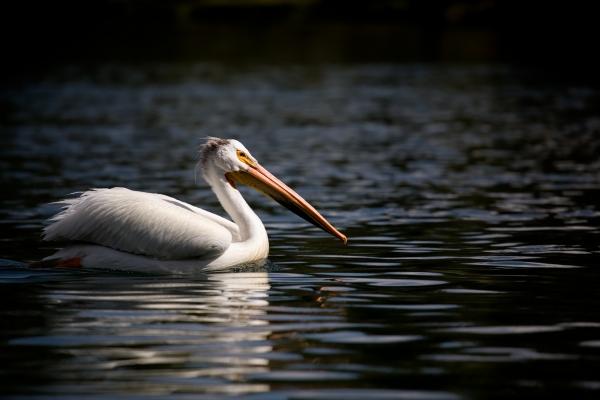 pelican in yellowstone national park von Sascha Burkard