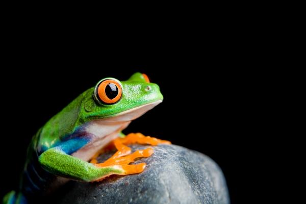 red-eyed tree frog on a rock isolated von Sascha Burkard