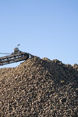 sugar beet harvest von Sascha Burkard