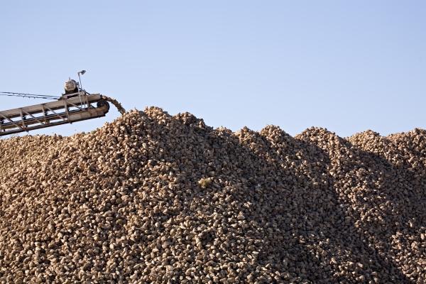 sugar beet industry von Sascha Burkard