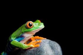 red-eyed tree frog on a rock isolated