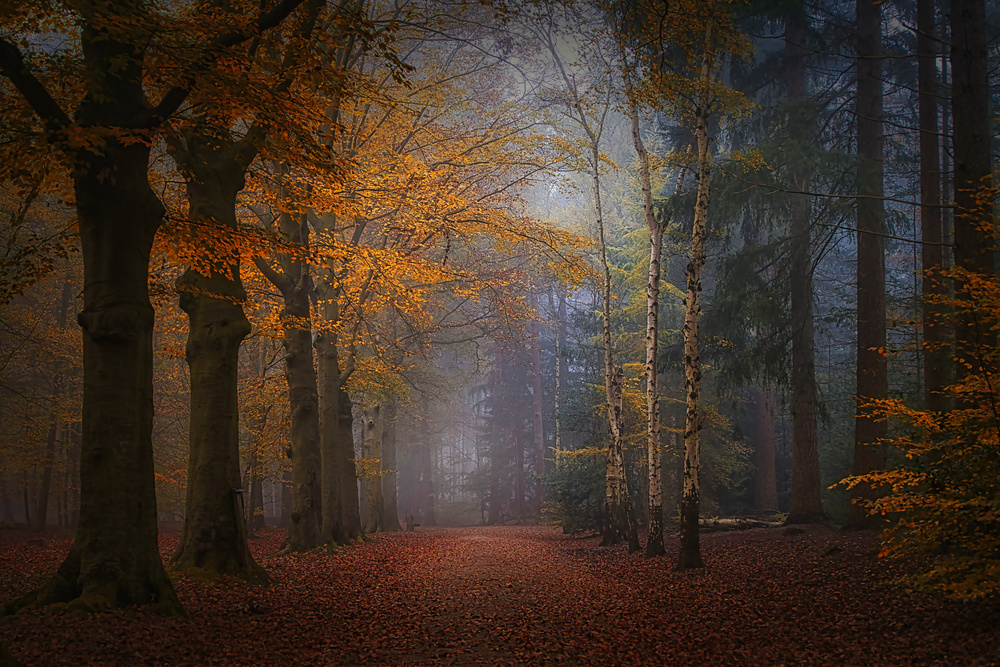 The magic of forest colors von Saskia Dingemans