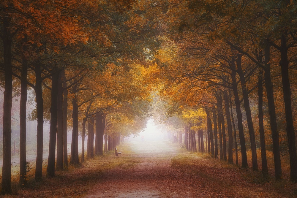 Foggy autumn dream von Saskia Dingemans