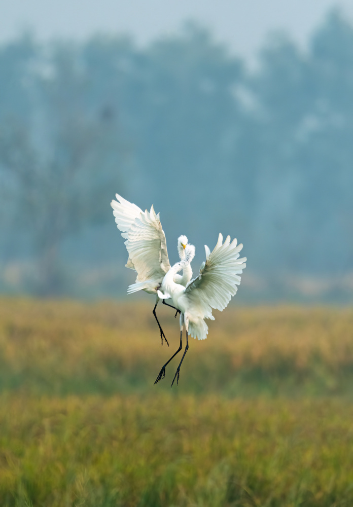 The Egrets Dance von Satyajit Dwivedi