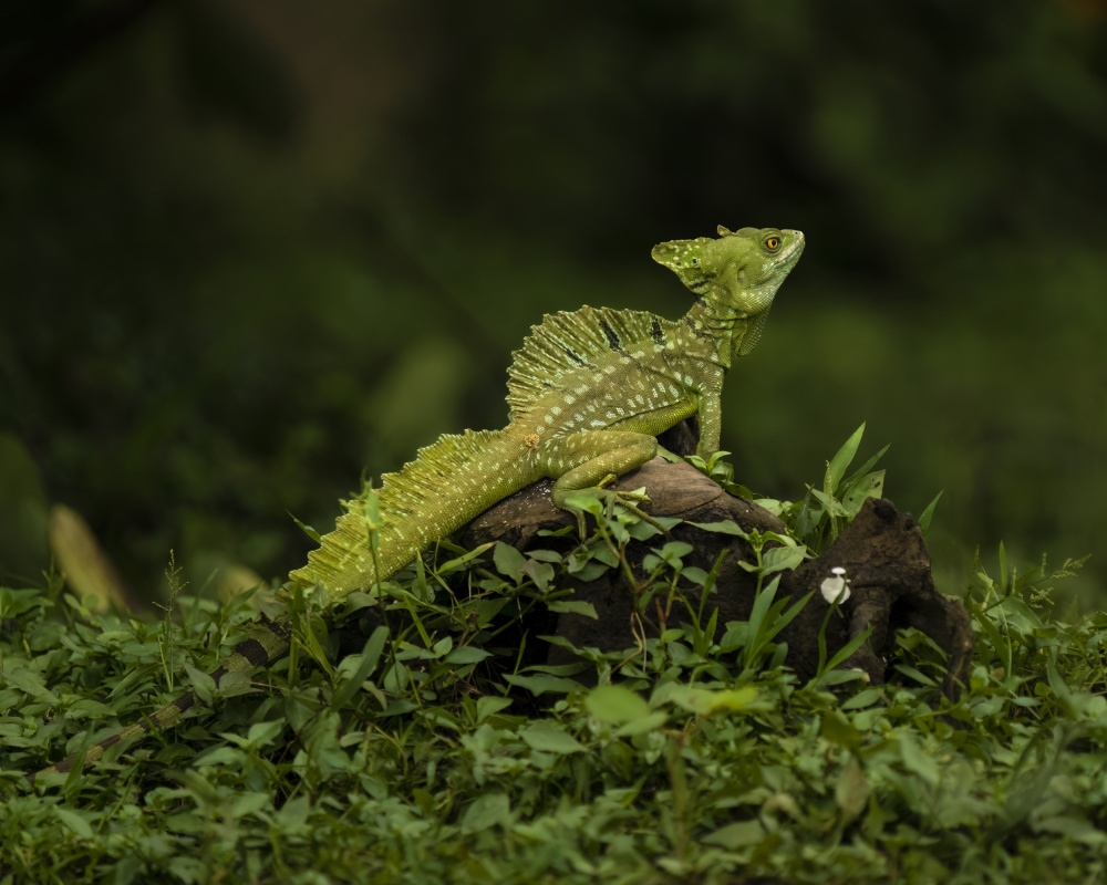 Basiliscus Lizard von Saurabh Dhanorkar