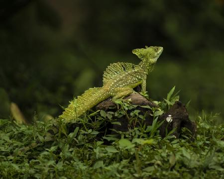 Basiliscus Lizard