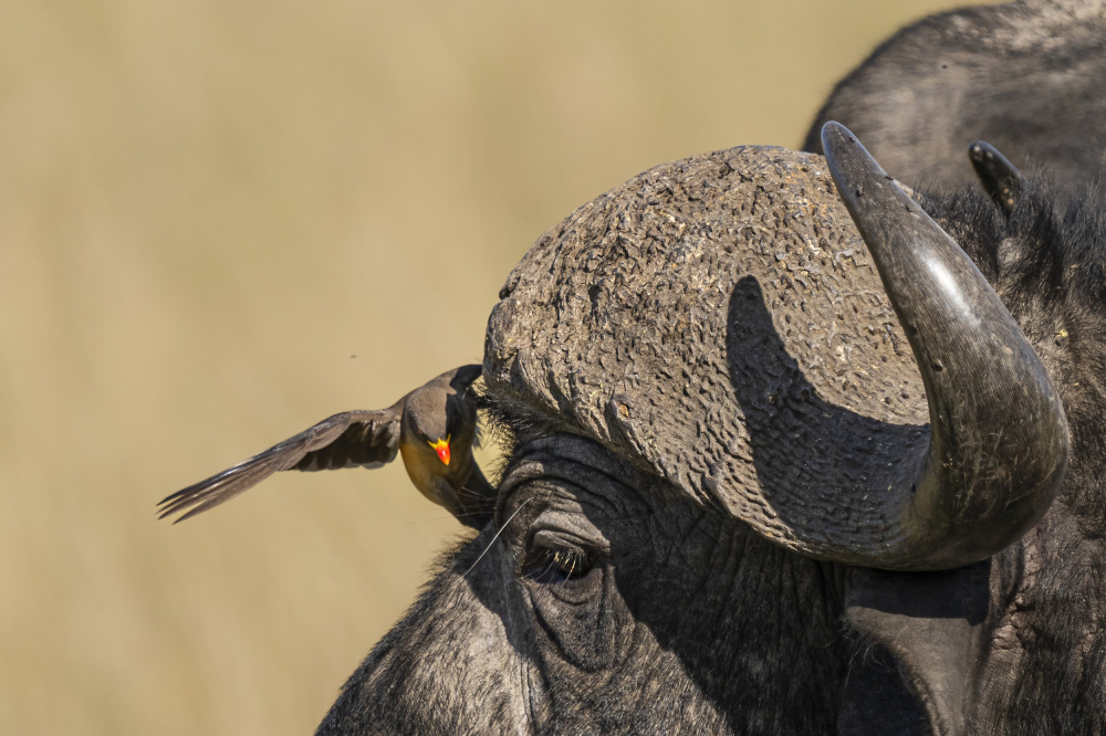 Bison and Oxpecker von Saurabh Dhanorkar