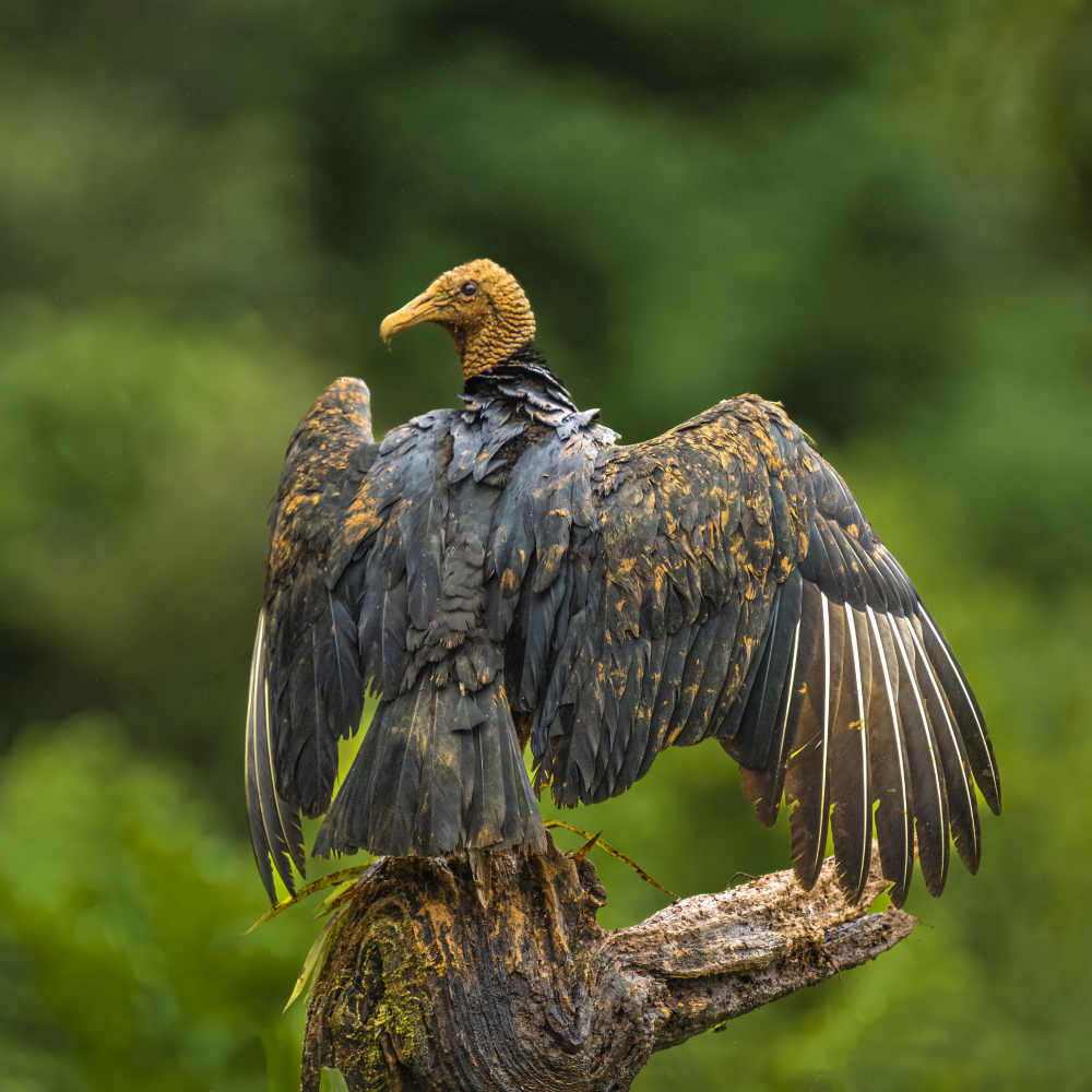 The Devil spreads his wings! von Saurabh Dhanorkar