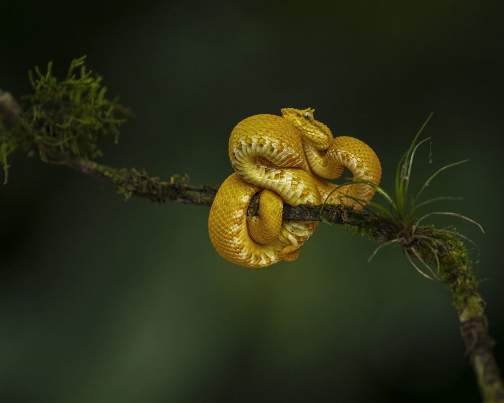 The Eyelash Viper von Saurabh Dhanorkar