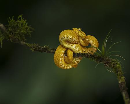 The Eyelash Viper