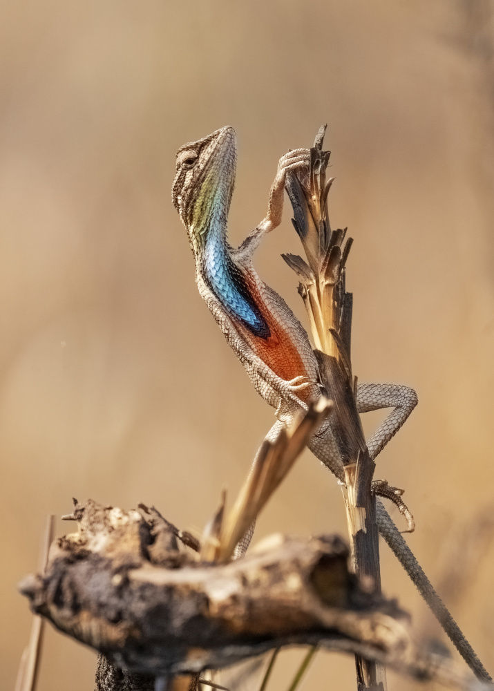 Fan-throated Lizard in concert! von Saurabh Dhanorkar