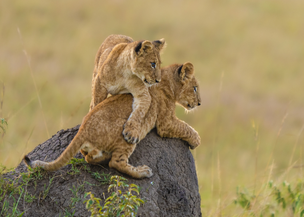 Siblings von Saurabh Dhanorkar