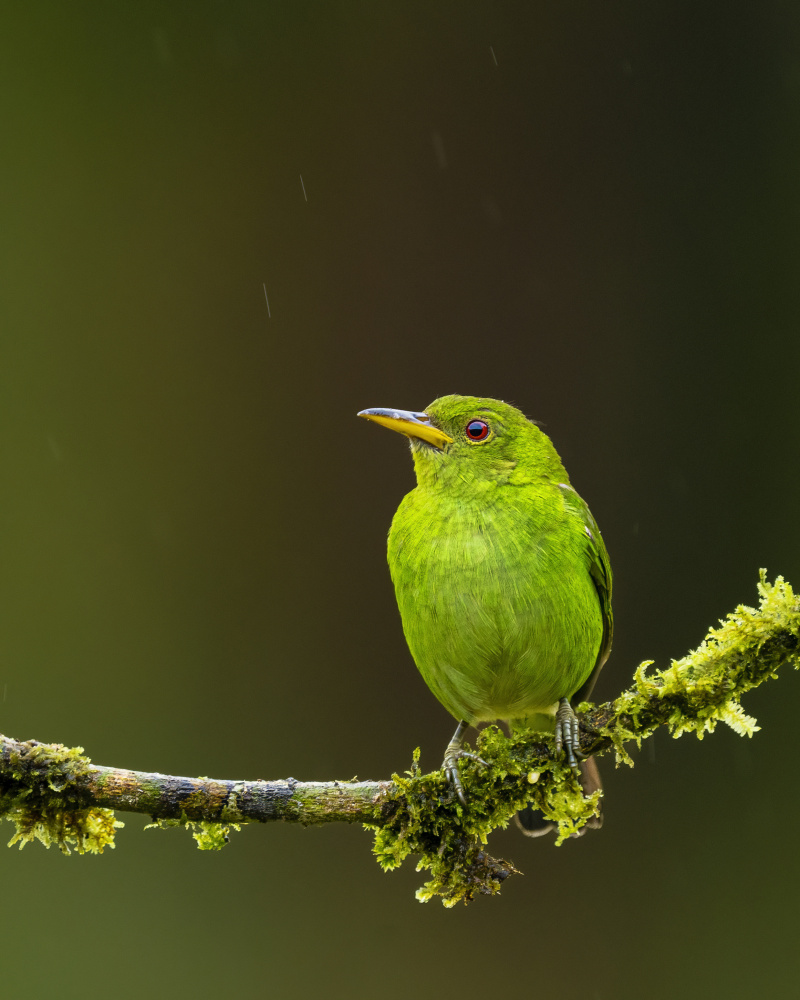 Green Honeycreeper - female von Saurabh Dhanorkar