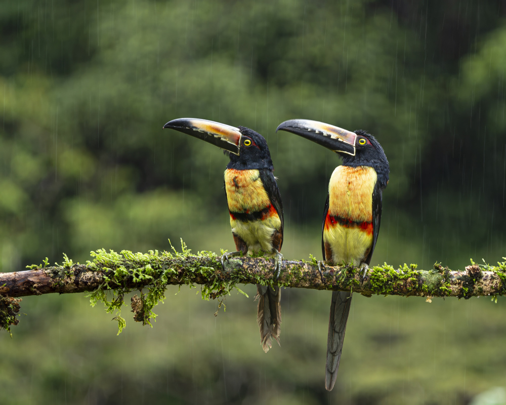 Collared Aracaris in the rains von Saurabh Dhanorkar