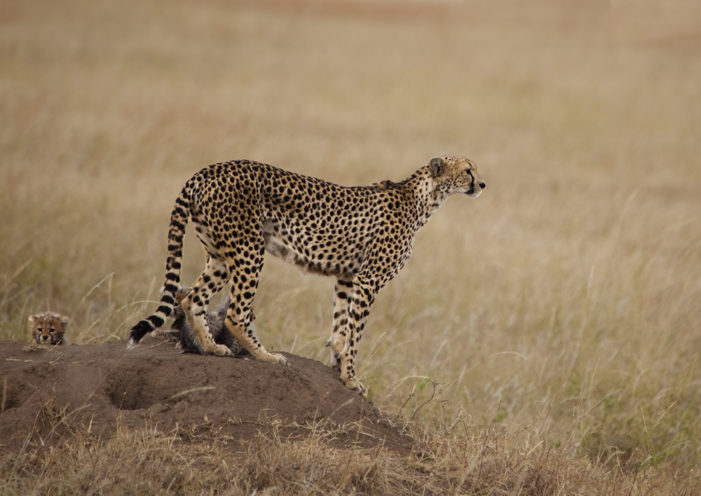 On high alert! von Saurabh Dhanorkar