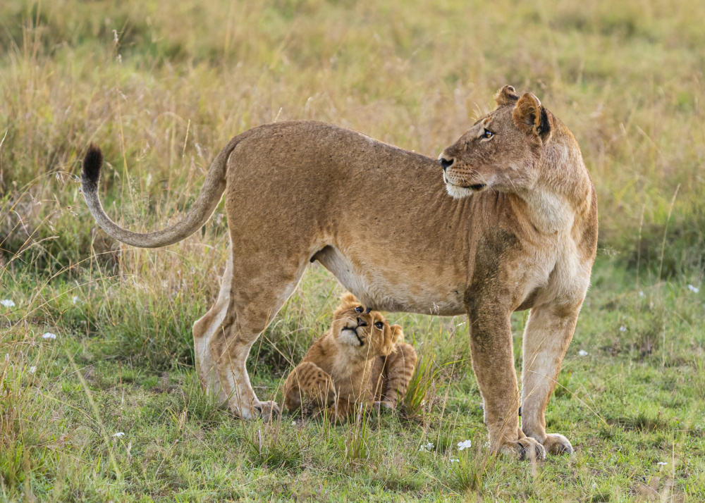 Focused! von Saurabh Dhanorkar