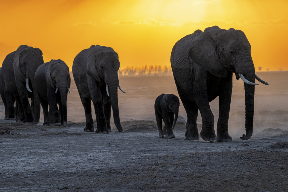 Returning home von Saurabh Dhanorkar