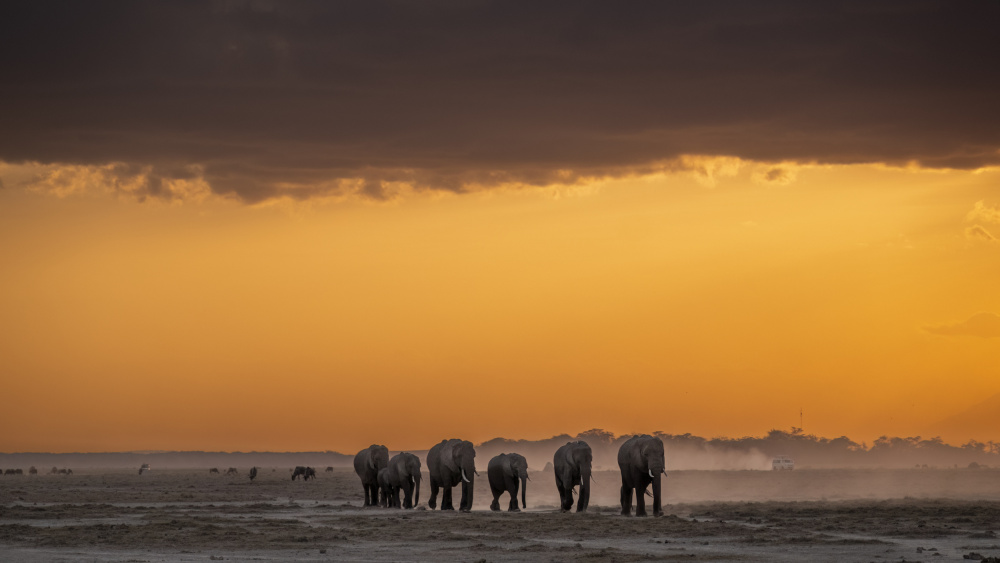 Parade at sunset von Saurabh Dhanorkar