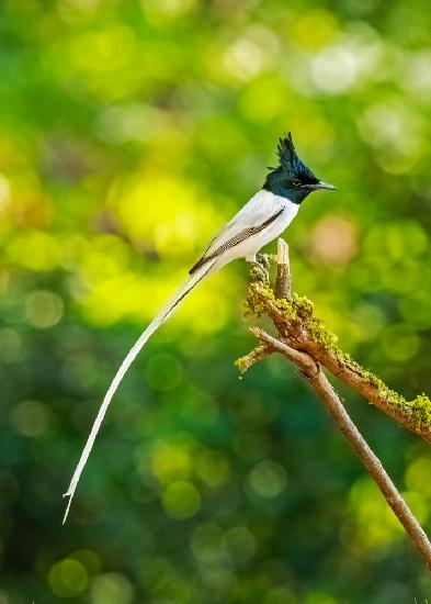 Paradise Flycatcher - a glorious tale!