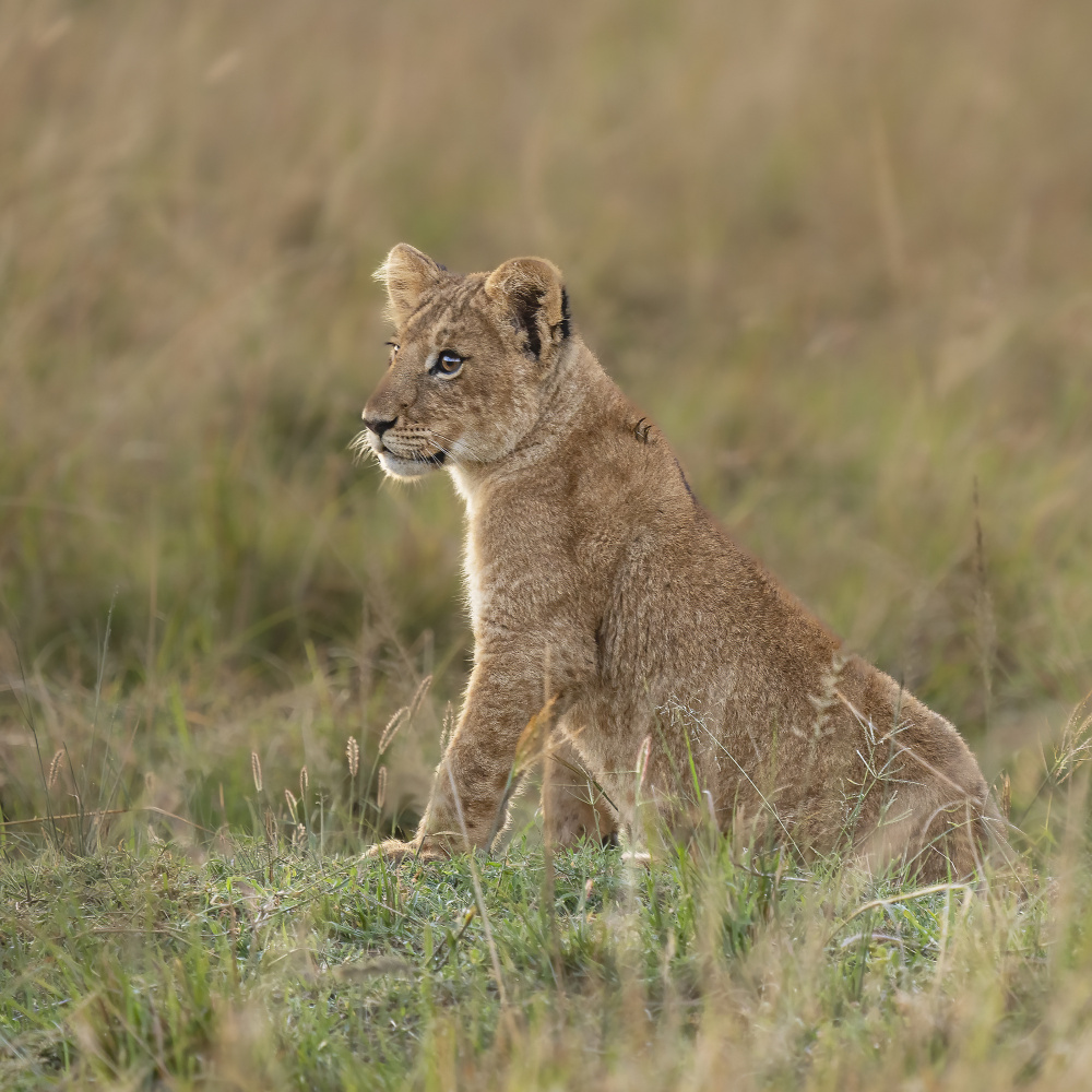 Simba von Saurabh Dhanorkar