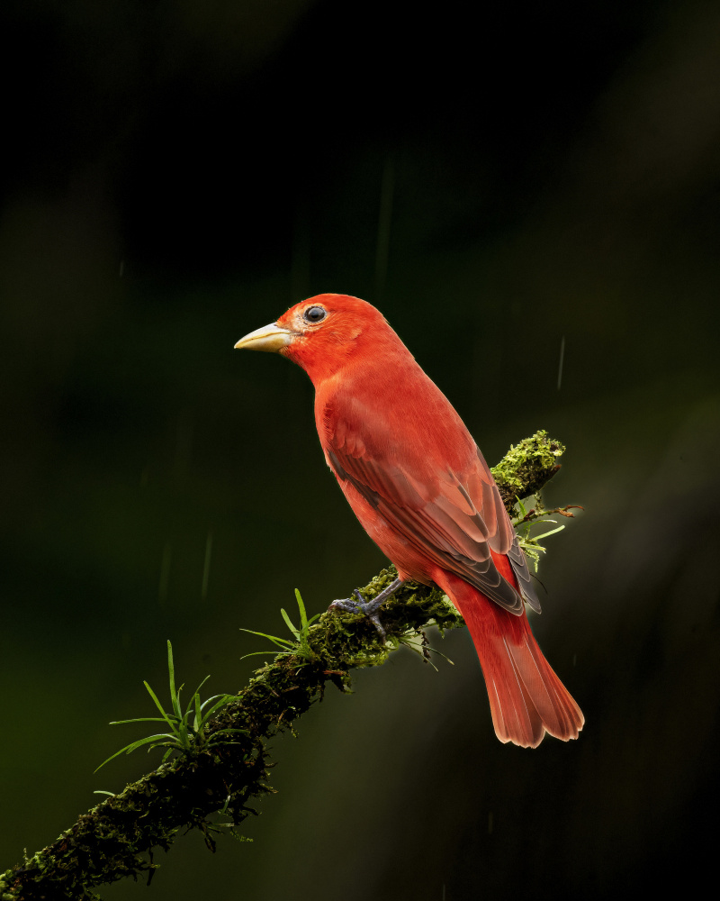 Summer Tanager in Costa Rica von Saurabh Dhanorkar