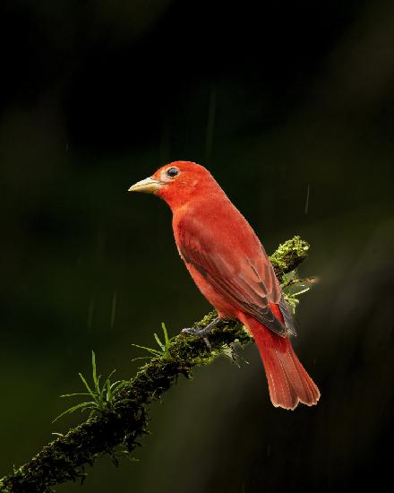 Summer Tanager in Costa Rica