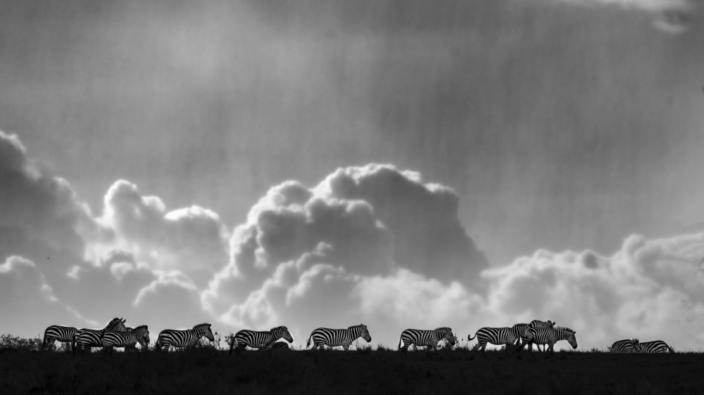 Zebras on the horizon. von Saurabh Dhanorkar