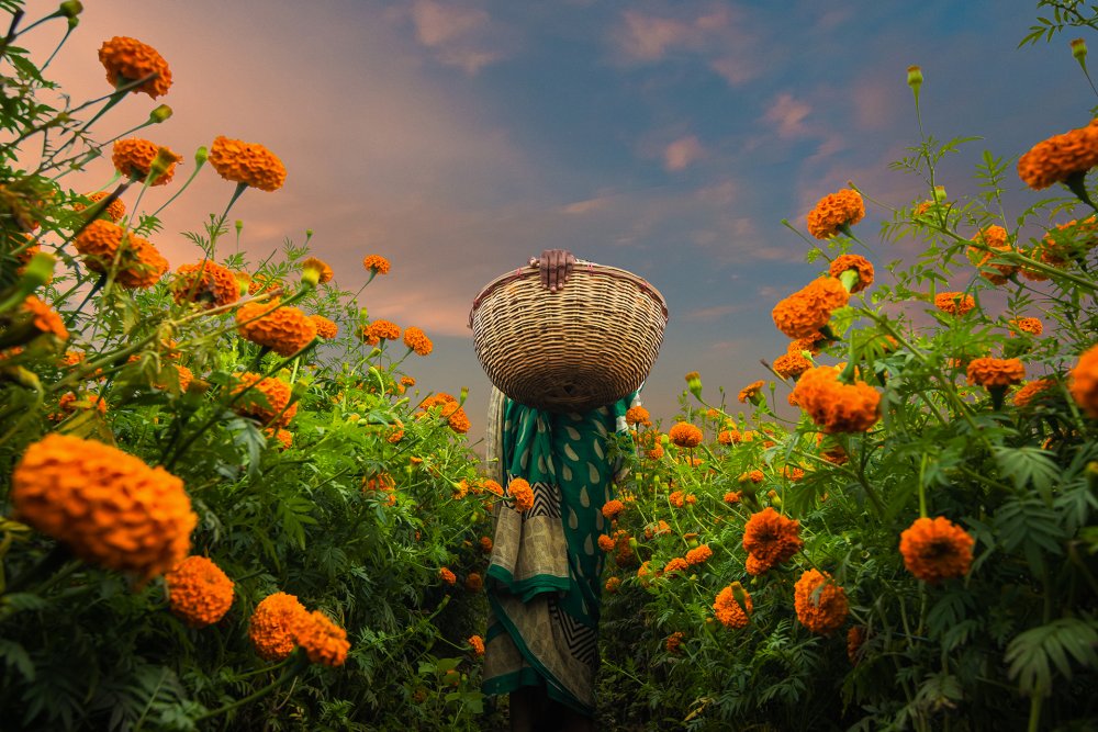 A Woman Picking Marigold von Saurabh Sirohiya