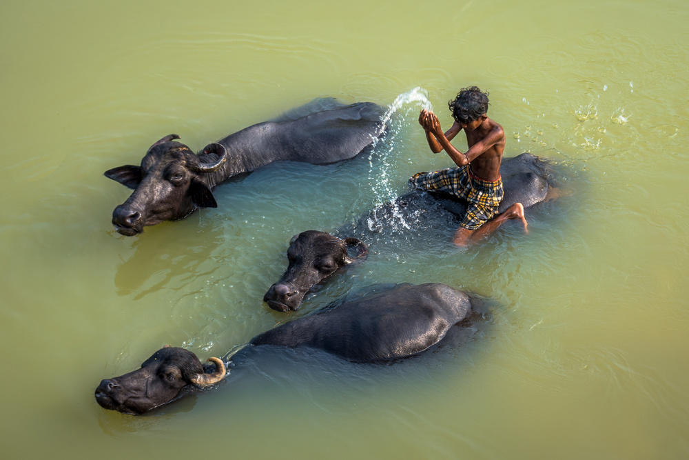 Boy Bathing with Water Buffalo von Saurabh Sirohiya