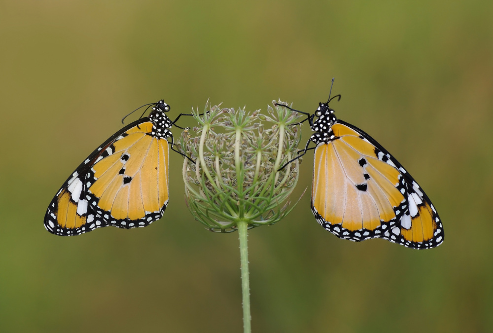 African Queen Butterflies von Savas Sener