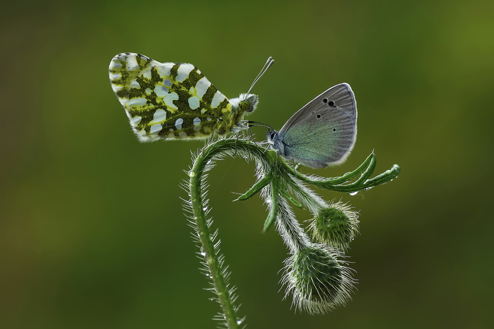 Face to Face von Savas Sener