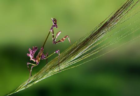 walking on the kitty grass