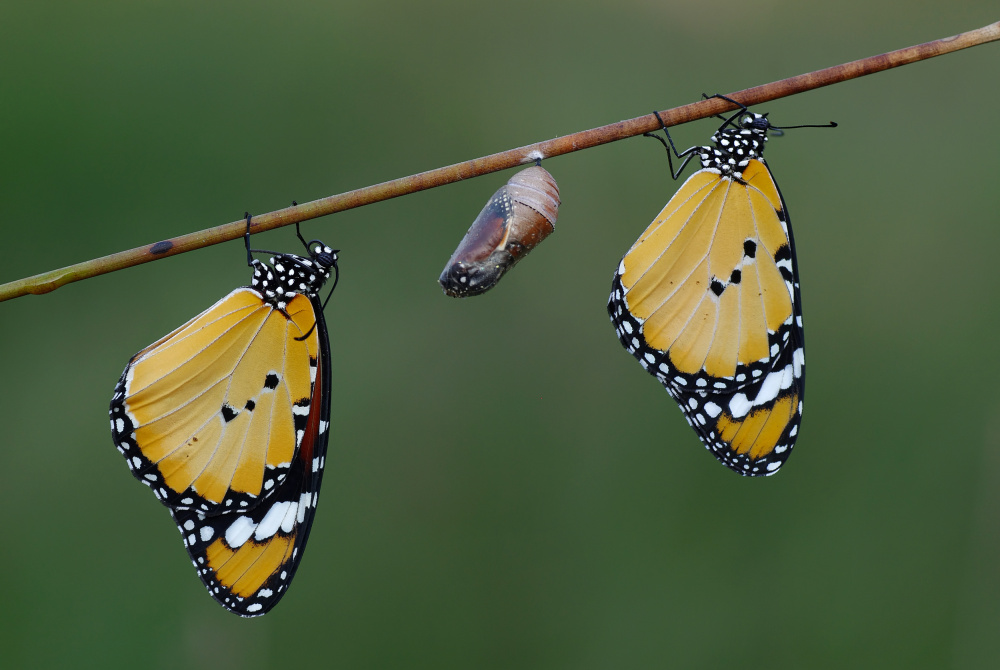 babysitters von Savas Sener