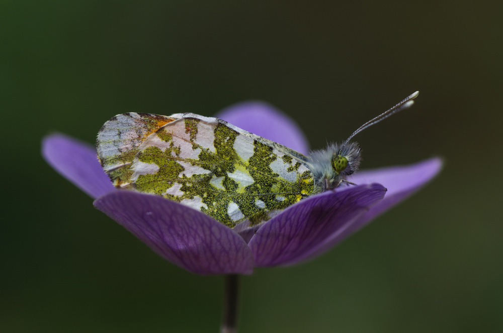 bed of flower von Savas Sener