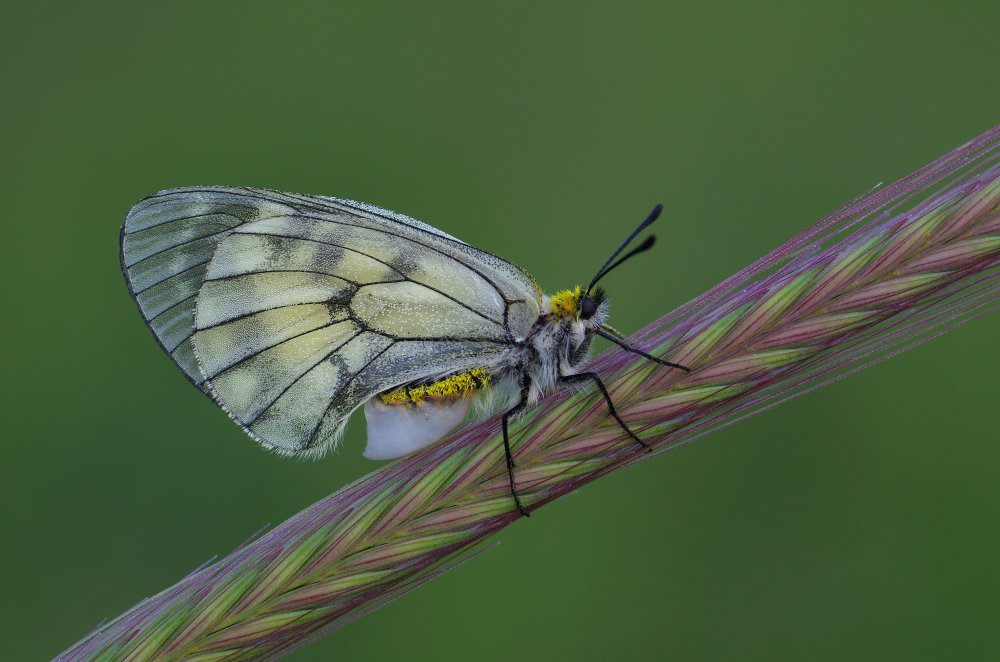 Colorful von Savas Sener