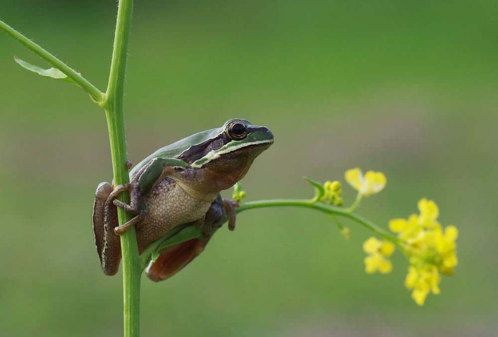 Le frog von Savas Sener