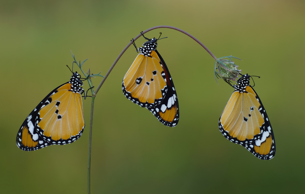 Three von Savas Sener