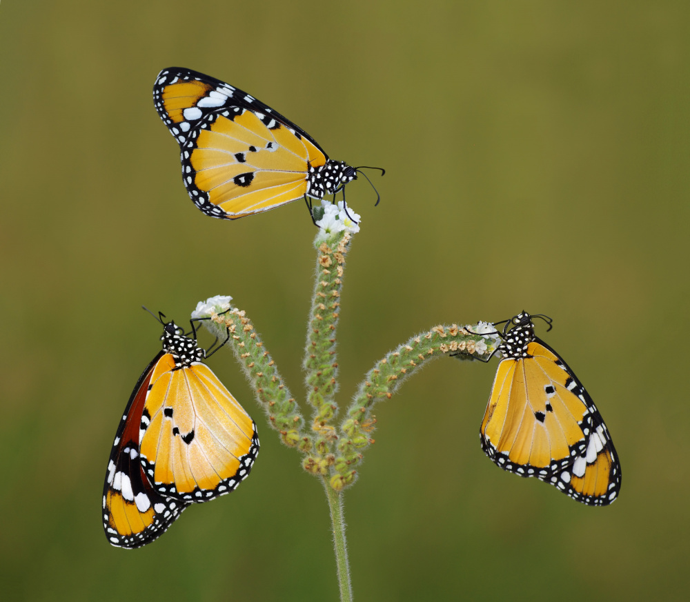 three von Savas Sener