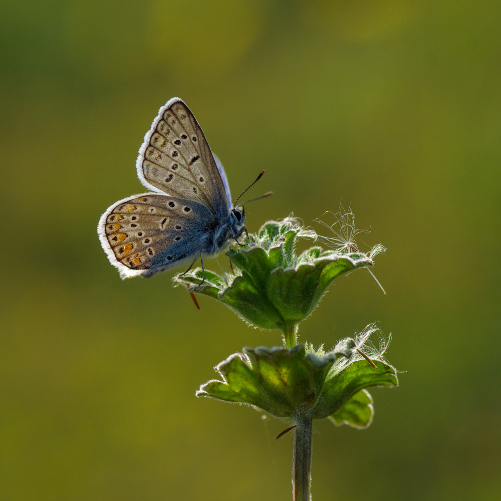 elegant von Savas Sener