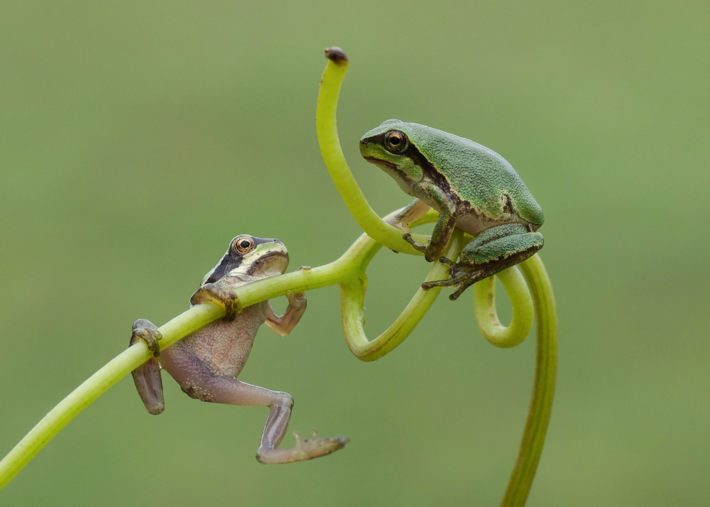 Friends von Savas Sener