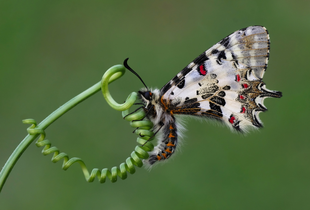 Spring von Savas Sener