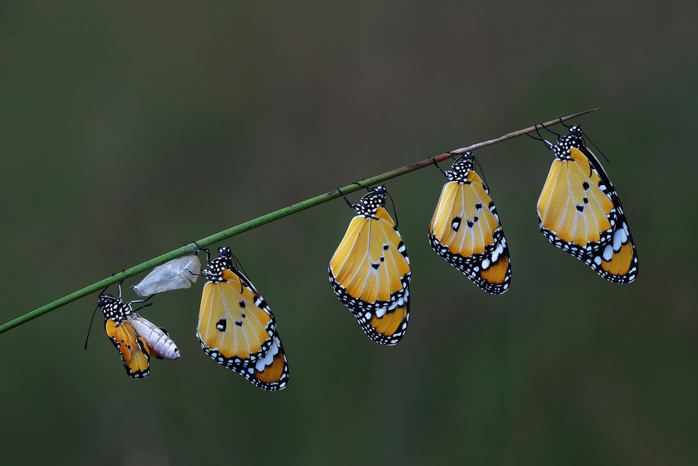 JUST BORN von Savas Sener